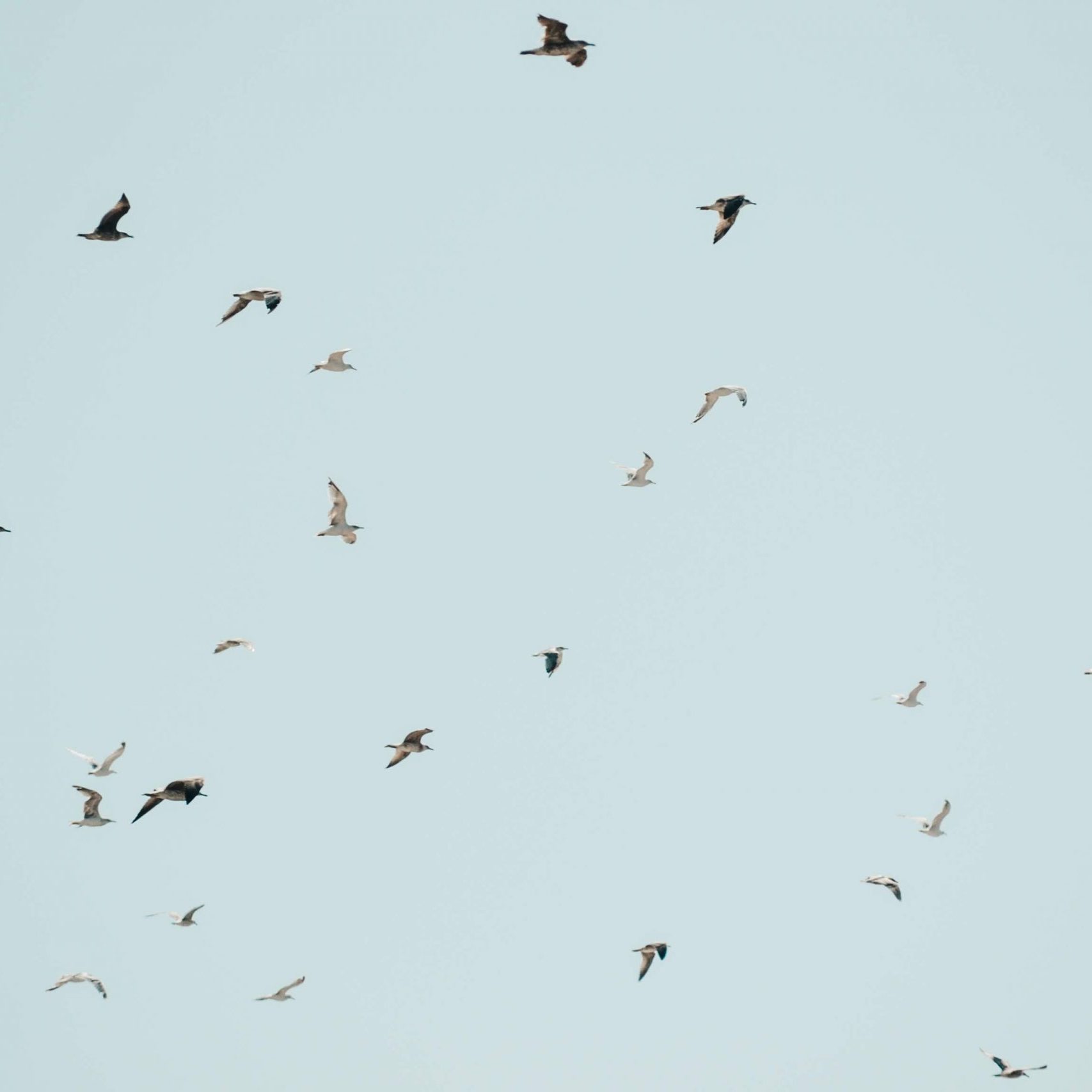 animals-birds-clear-sky-2867904